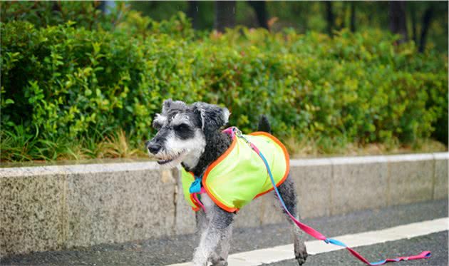 最容易失踪的5种“小型犬”，一旦养了，出门一定要看紧