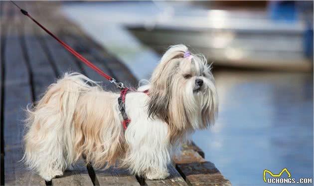 最容易失踪的5种“小型犬”，一旦养了，出门一定要看紧