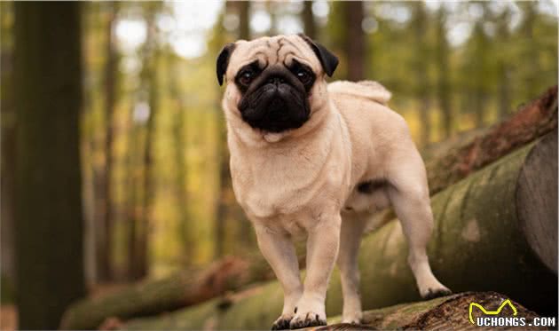 最容易失踪的5种“小型犬”，一旦养了，出门一定要看紧