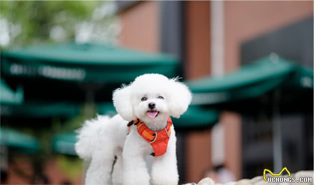 最容易失踪的5种“小型犬”，一旦养了，出门一定要看紧