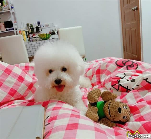 比熊犬的这5个地方不能碰，处理不当可能会致命