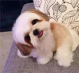 主人伤心难过的时候，狗狗真的能感受到吗？