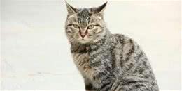 从身价过万中国名猫，到跌落神坛成中国土猫，狸花猫做错了什么？