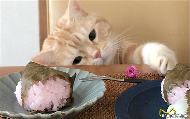 辟谣，宠物吃饭狼吞虎咽没好处，须知胃胀气隐患威胁着爱宠生命
