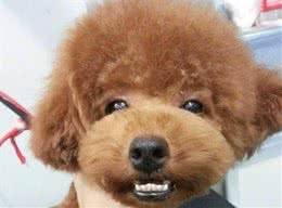 泰迪犬做了这些事，说明它智商比较低，宠主要加强训练