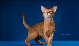 世界名猫—阿比西亚尼猫