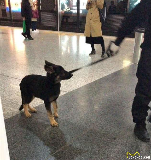 打瞌睡的警犬们，又可爱，又让人心疼