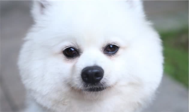 喜欢养小型犬的主人，选择这个品种就对了