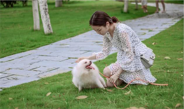 喜欢养小型犬的主人，选择这个品种就对了