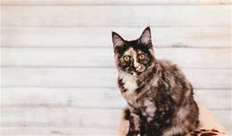 被公认“最丑”的猫—玳瑁猫，常常被弃养，但我认为它有这6点好