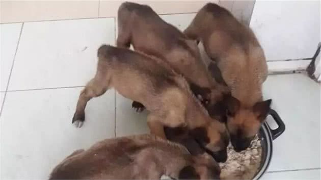 马犬拉稀怎么办？