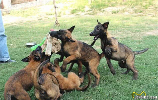 马犬拉稀怎么办？
