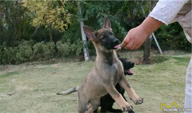 马犬拉稀怎么办？