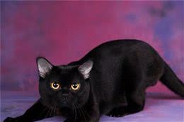 网评“最不臭”的几种猫，很久不洗澡，身上都带香气