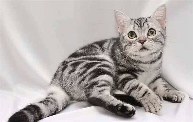 5种最受欢迎的猫咪，在猫界，你所知道的有哪几种呢？