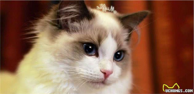 5种最受欢迎的猫咪，在猫界，你所知道的有哪几种呢？
