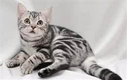 5种最受欢迎的猫咪，在猫界，你所知道的有哪几种呢？
