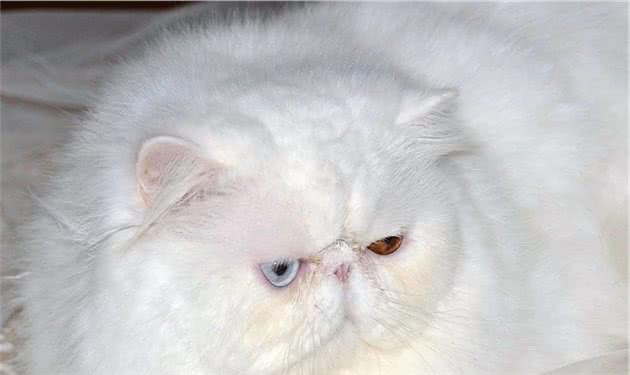 最友善的5种猫咪，你家猫咪上榜了吗？
