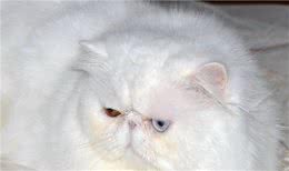 最友善的5种猫咪，你家猫咪上榜了吗？