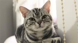 关于美国短毛猫，你对它的了解还只是停于价格吗？说一说饲养体验