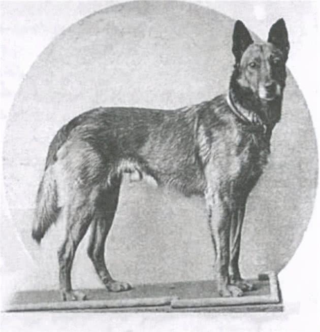 寻根问祖系列（27）：马犬（BelgianMalinois）