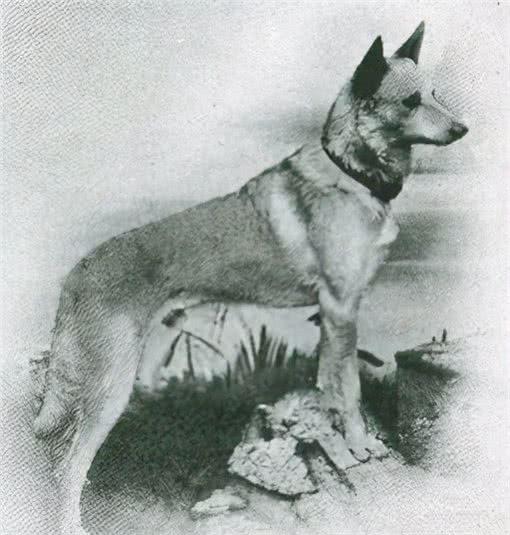 寻根问祖系列（27）：马犬（BelgianMalinois）