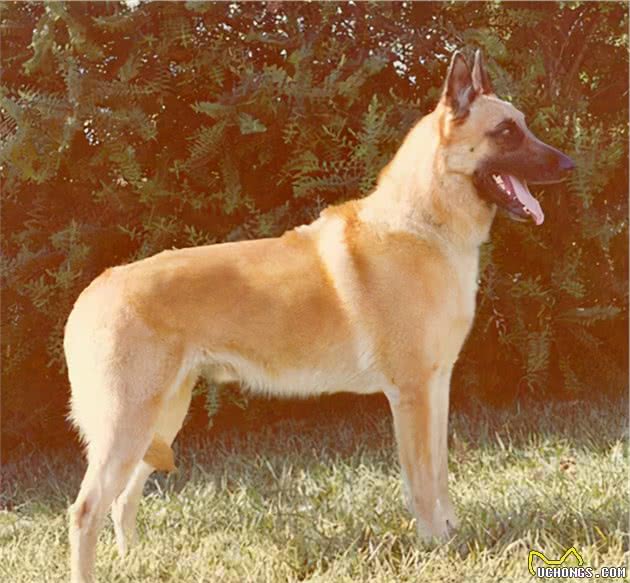 寻根问祖系列（27）：马犬（BelgianMalinois）