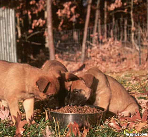 寻根问祖系列（27）：马犬（BelgianMalinois）