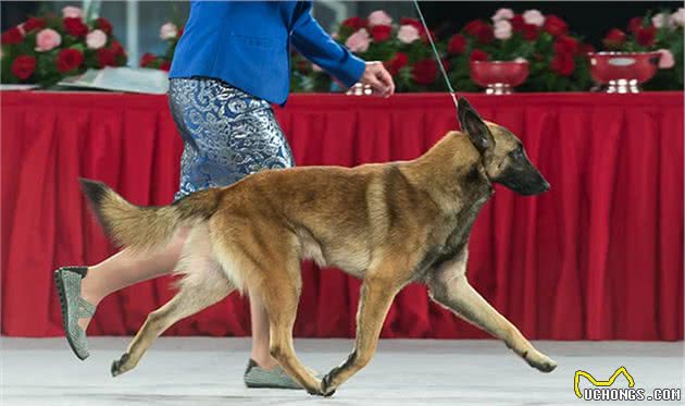 寻根问祖系列（27）：马犬（BelgianMalinois）