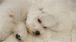 如果比熊犬有这些“迹象”，赶紧驱虫吧，不能再拖了！