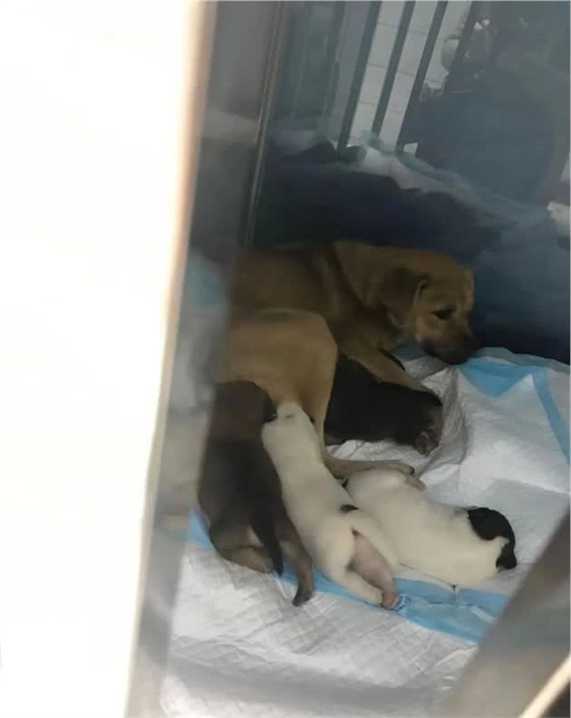楼梯过道下生活的黄豆和它5只狗宝宝一家随时要被“清理掉”