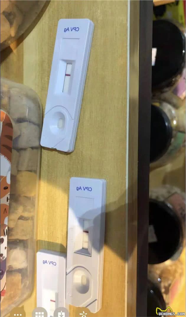 楼梯过道下生活的黄豆和它5只狗宝宝一家随时要被“清理掉”