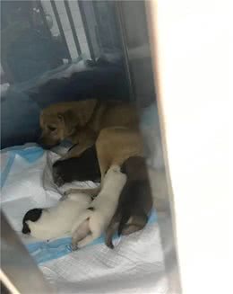 楼梯过道下生活的黄豆和它5只狗宝宝一家随时要被“清理掉”