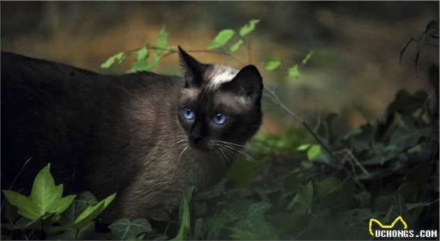 这些猫最“遭人嫌”，容易沦为流浪猫