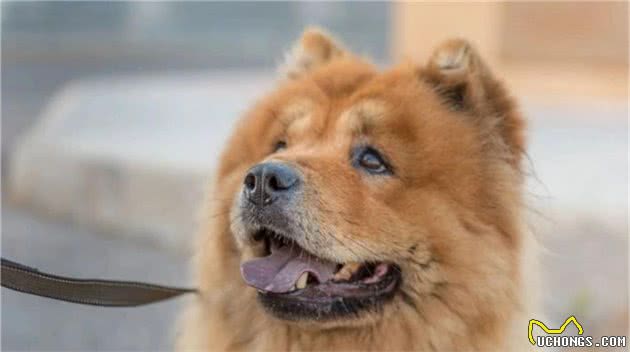 犬”和“狗”有什么区别？以后真不能乱叫了，这里学问还真不少