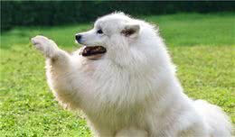 喜欢大型犬是有原因的：这5个理由，你属于哪种？