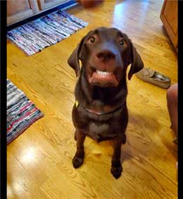 主人教狗如何微笑，看它努力露出牙齿笑的样子，这就是强颜欢笑吧