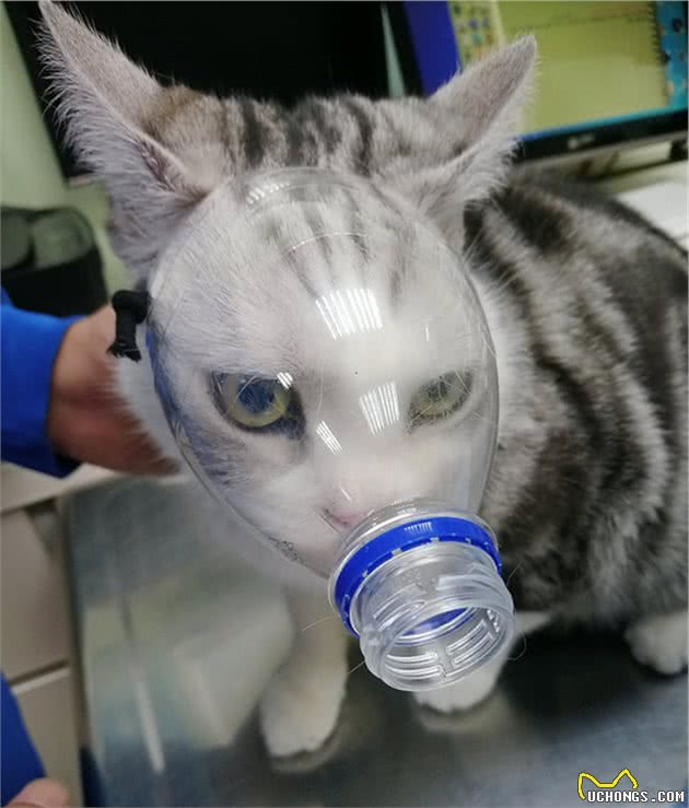 猫咪拒绝看医生，铲屎官自制“防咬神器”，兽医都憋不住笑了