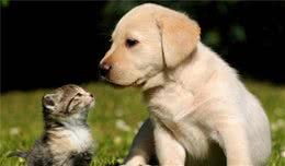 如果你想养狗狗，你知道刚抱回来的狗狗怎么养吗？