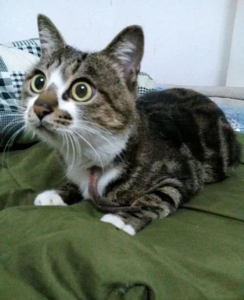 学会这几招，让你的猫咪轻松适应陌生的环境，爱猫人士快看
