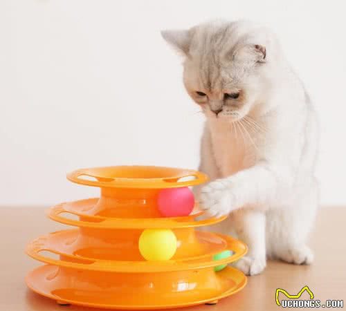 学会这几招，让你的猫咪轻松适应陌生的环境，爱猫人士快看