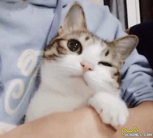 学会这几招，让你的猫咪轻松适应陌生的环境，爱猫人士快看