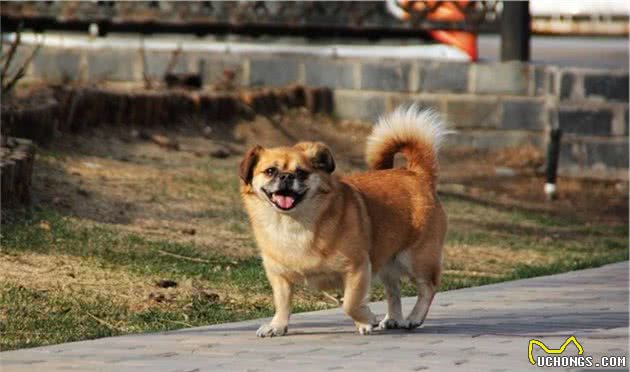 科普，我国鲜为人知的犬种，可爱威武尽皆有之