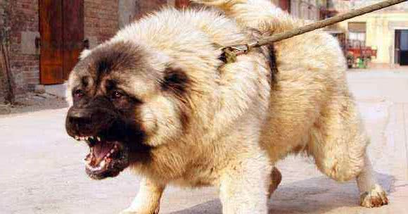 科普，我国鲜为人知的犬种，可爱威武尽皆有之