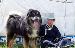 科普，我国鲜为人知的犬种，可爱威武尽皆有之