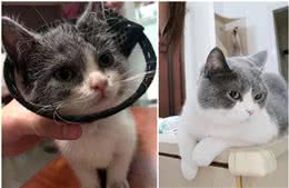 细心整理：新手养猫须知的10条冷知识