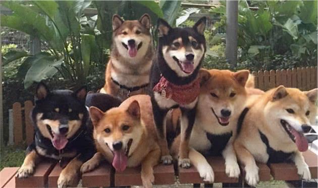如何训练柴犬捡玩具？如何训练柴犬在固定地点吃饭？
