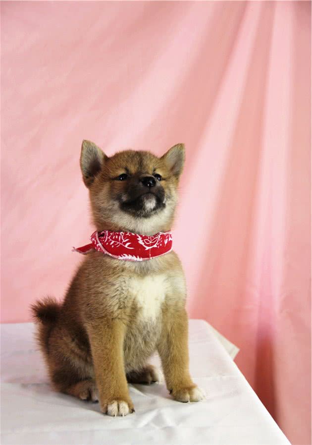 如何训练柴犬捡玩具？如何训练柴犬在固定地点吃饭？
