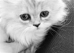 波斯猫多少钱一只?波斯猫好喂养吗?