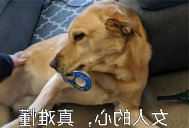 狗狗有这些“捣蛋行为”，原来是把你当父母了